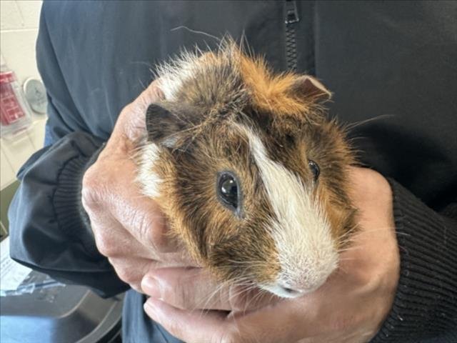 BUGSBEY JR - Guinea Pig available for adoption