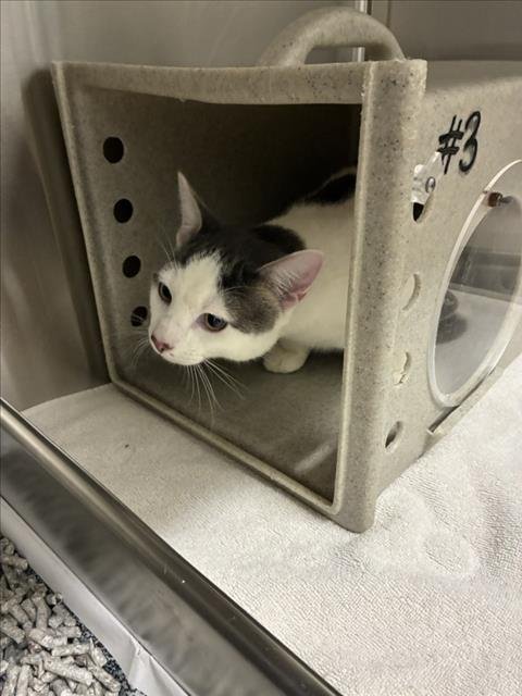 *GEORGE WASHINGTON - Domestic Short Hair available for adoption