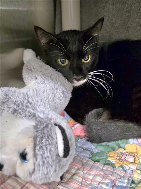 *SMOOTH OPURRATOR - Domestic Short Hair available for adoption