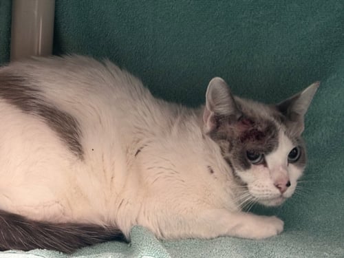PERLA - Domestic Short Hair available for adoption
