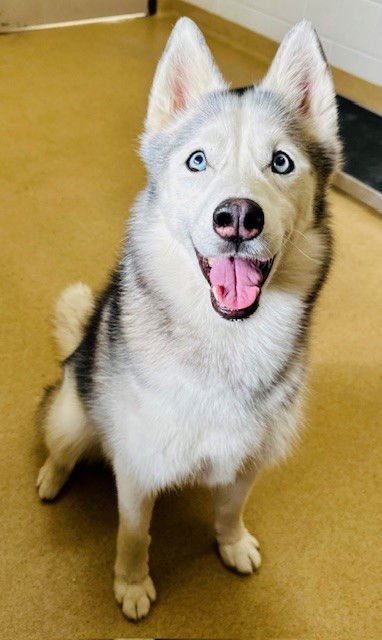 *KELSEY - Siberian Husky available for adoption