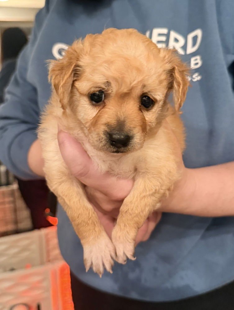 CHIMICHANGA - Chihuahua / Spaniel available for adoption