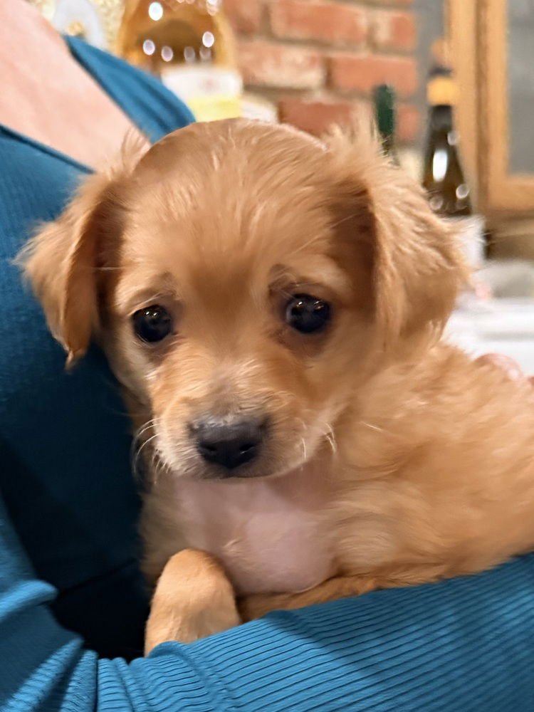 QUESO - Chihuahua / Spaniel available for adoption