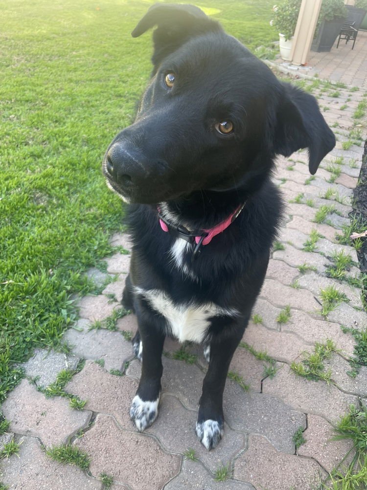 PUP PUP - German Shepherd Dog / Labrador Retriever available for adoption