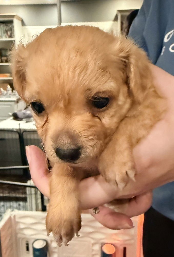 TAQUITO - Chihuahua / Spaniel available for adoption