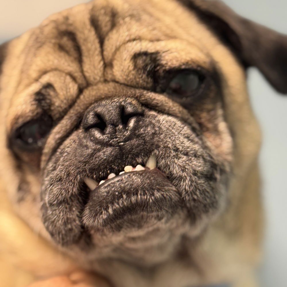 LEO - Pug available for adoption