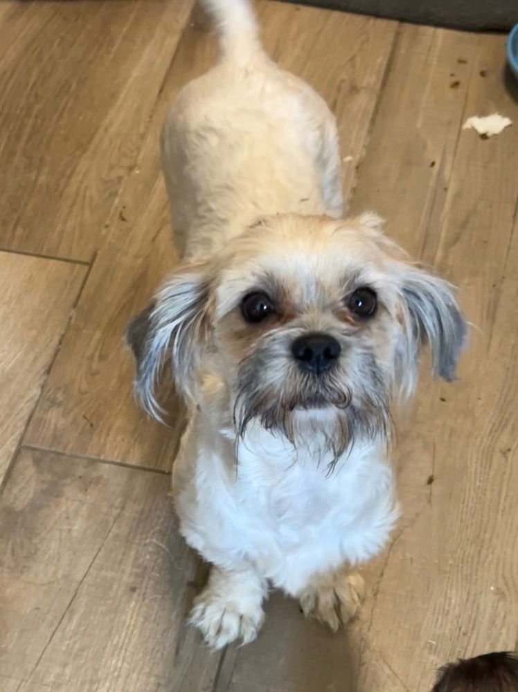 LUNA - Shih Tzu available for adoption