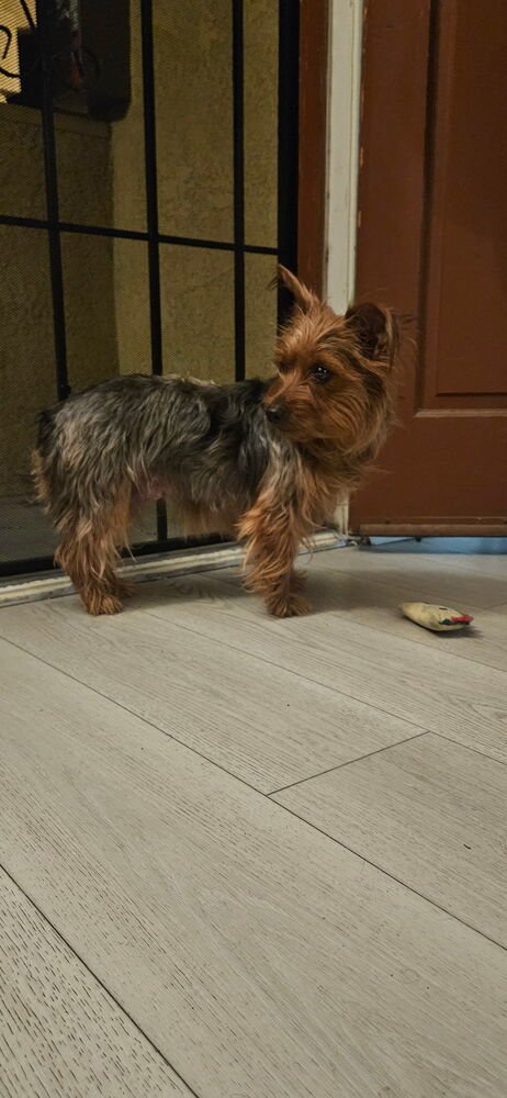 SOPHIA - Australian Terrier / Yorkshire Terrier Yorkie available for adoption