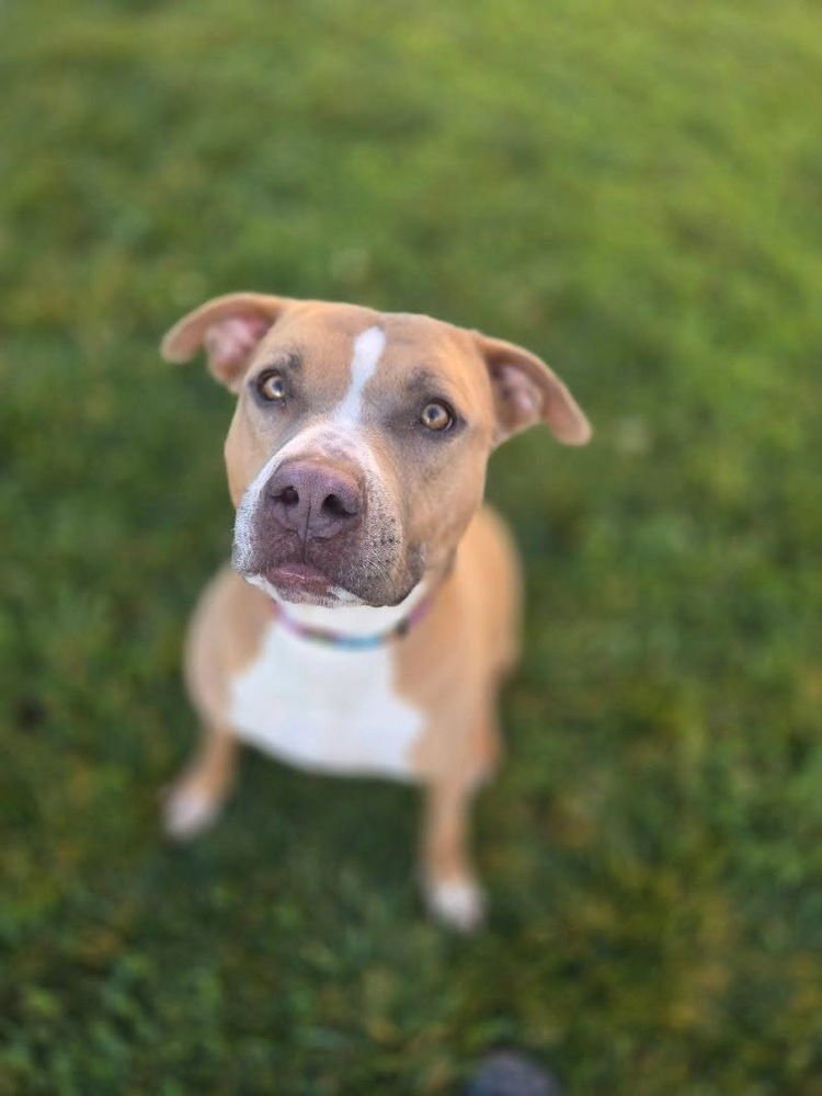 VIXON - Pit Bull Terrier available for adoption