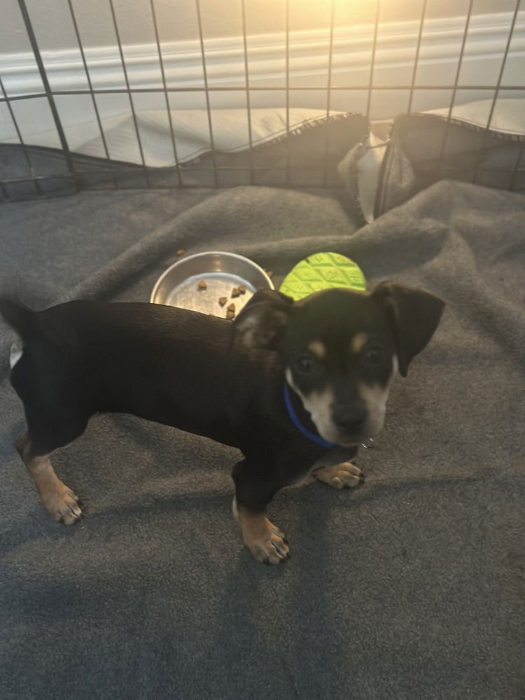 MILO - Miniature Pinscher / Poodle (Miniature) available for adoption