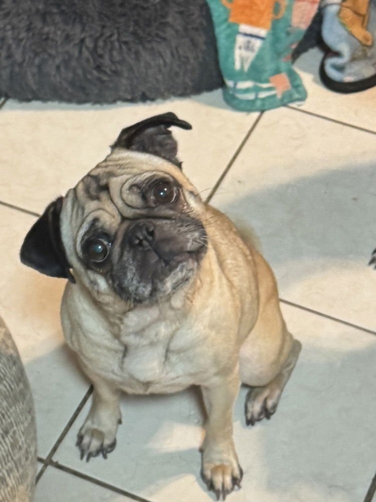 OATMEAL - Pug available for adoption