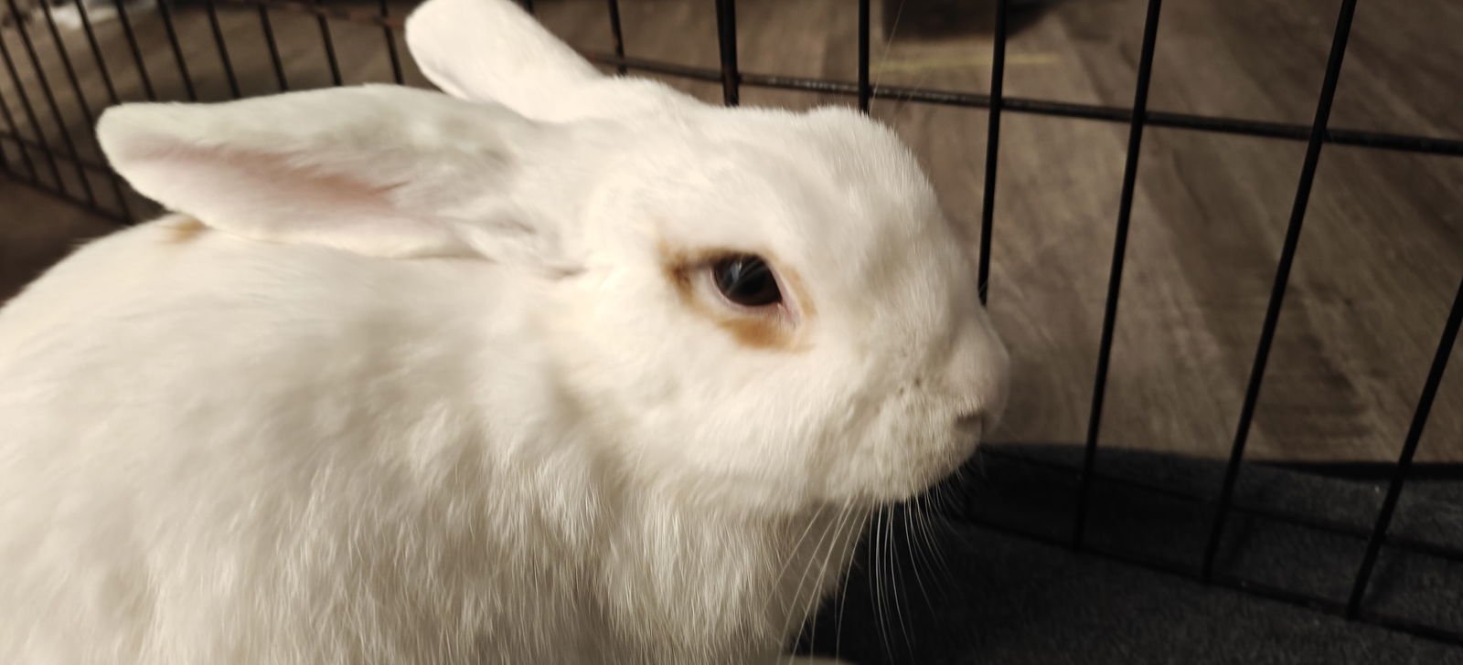 HONEY DEW - Holland Lop available for adoption