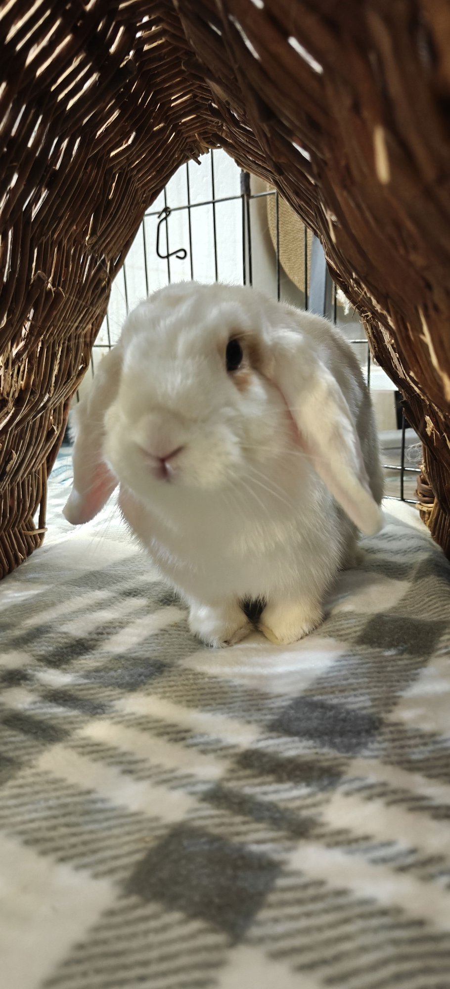 HONEY DEW - Holland Lop available for adoption