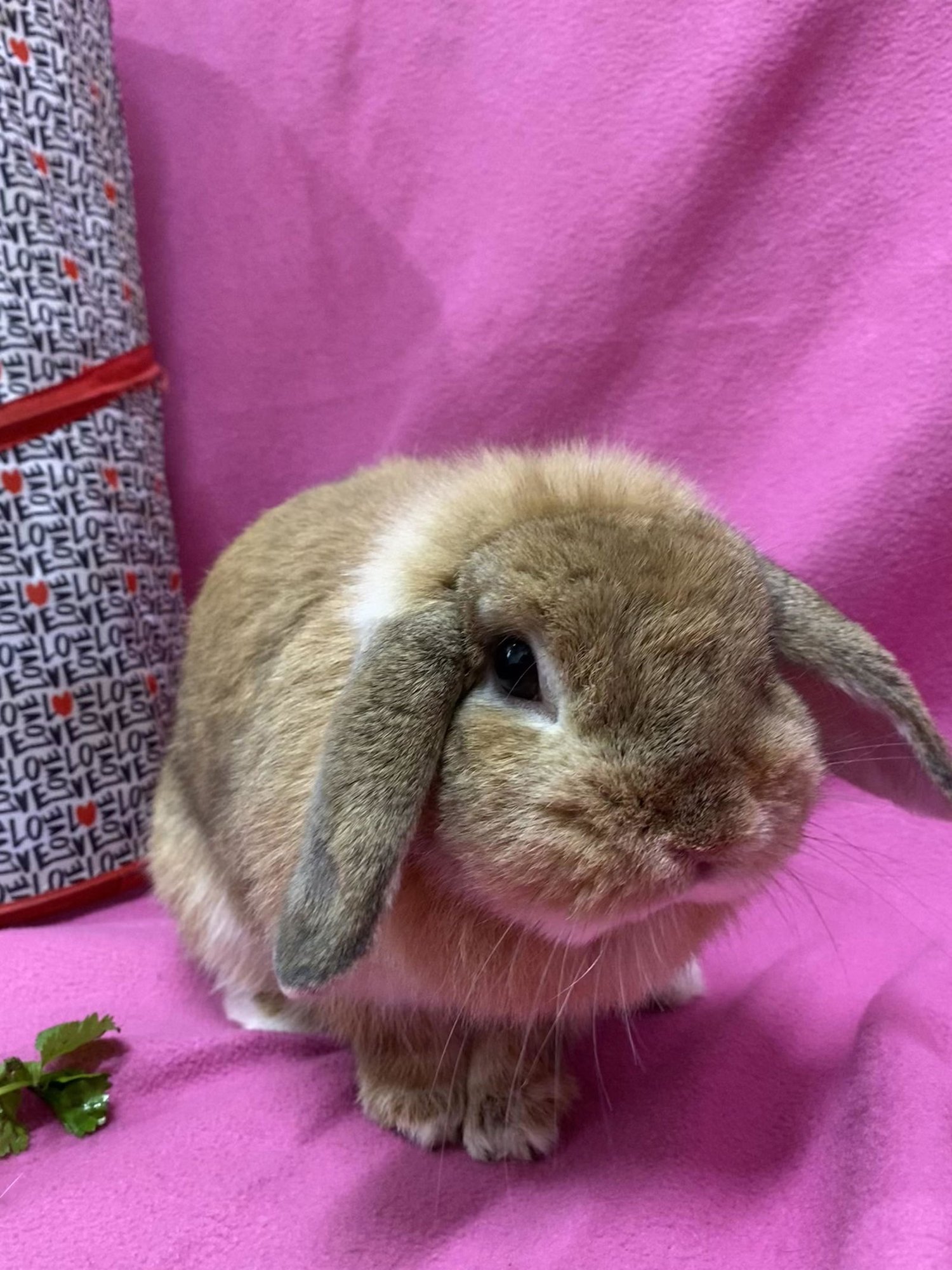LEMON SHORTBREAD - Mini Lop available for adoption