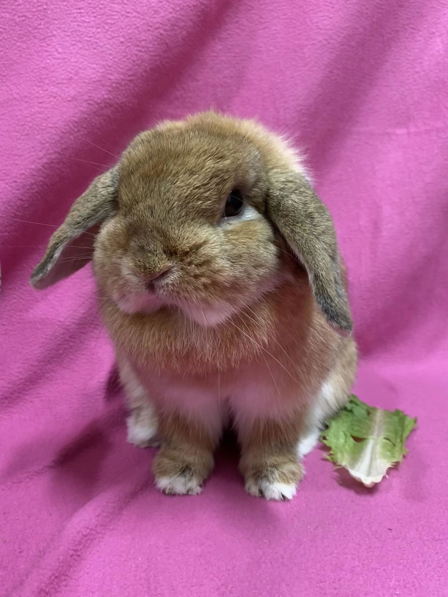 LEMON SHORTBREAD - Mini Lop available for adoption