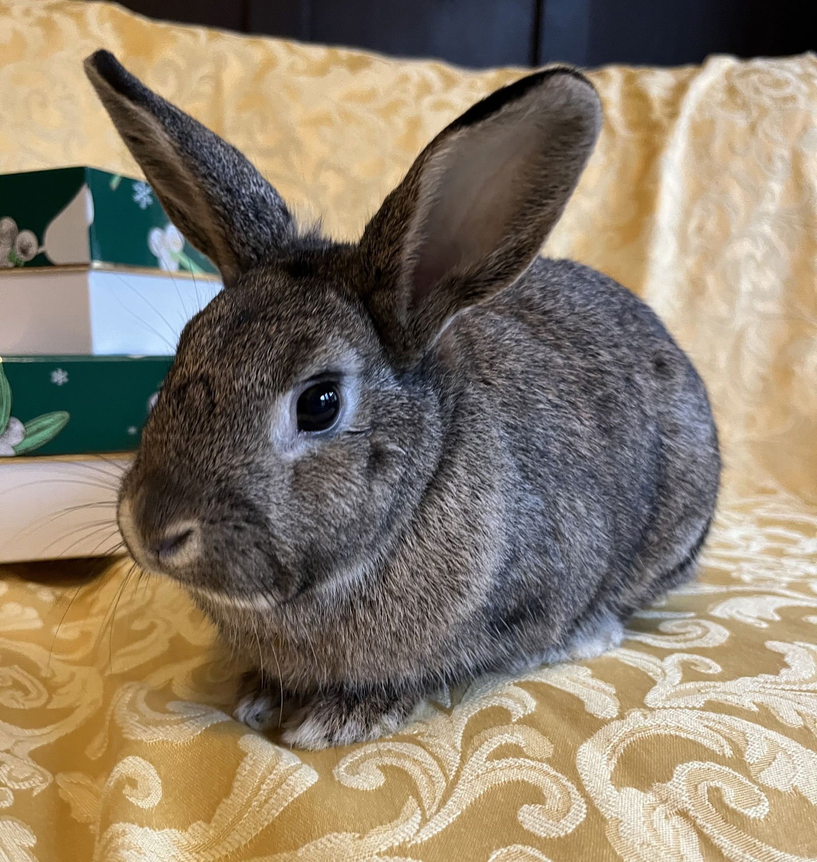 ARIANA - Dwarf available for adoption