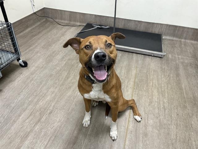 ROLO - German Shepherd Dog available for adoption