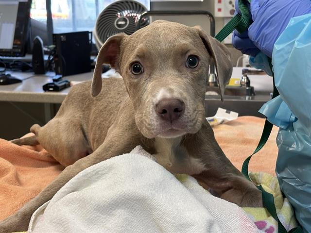 A527264 - Pit Bull Terrier available for adoption