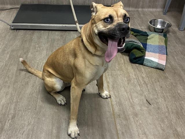 ZOOEY DESCHANEL - American Pit Bull Terrier available for adoption