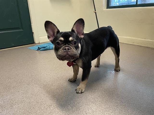 A527420 - French Bulldog available for adoption