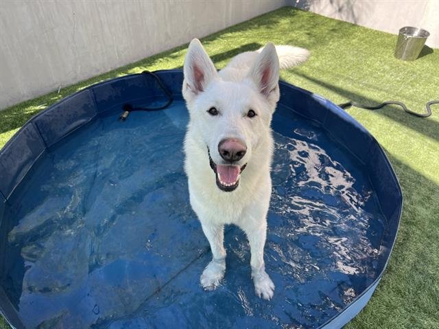 ARTEMIS - German Shepherd Dog available for adoption