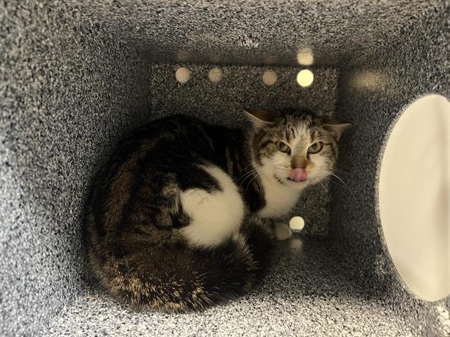 TOMOTHY - Domestic Short Hair for adoption in Glendale