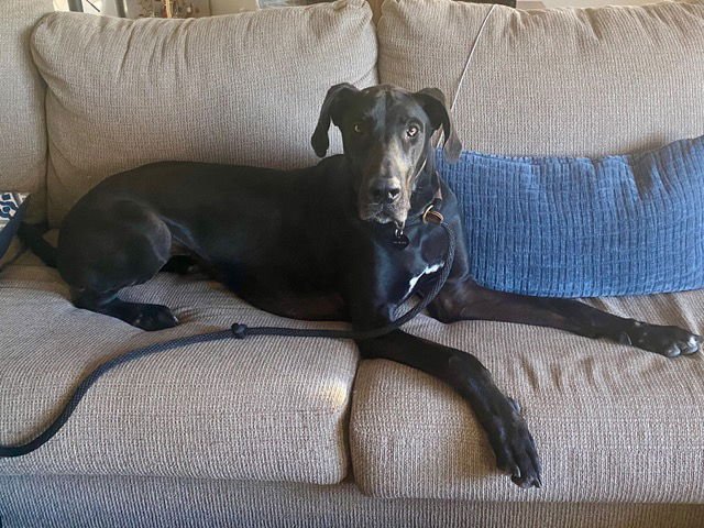 BARBIE - Great Dane available for adoption