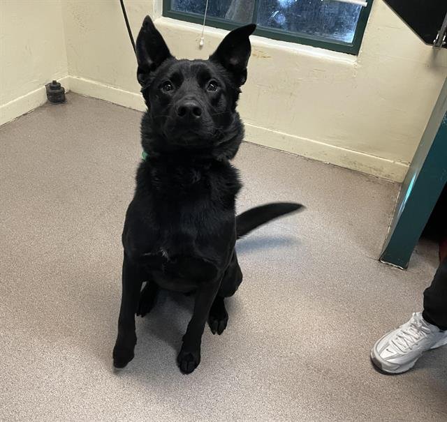 STRIDER - German Shepherd Dog available for adoption