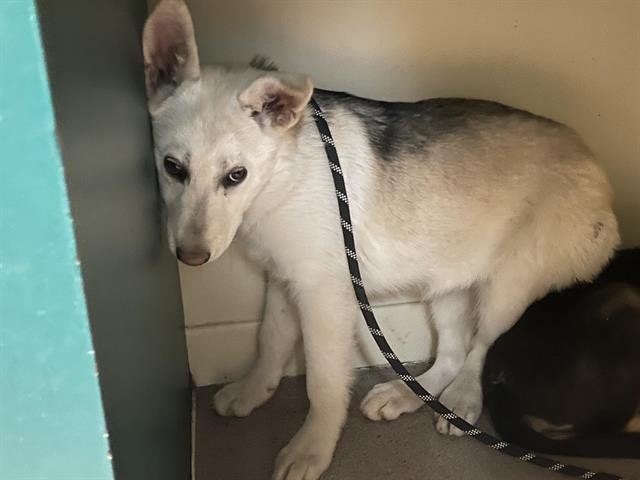 PIXIE - Husky available for adoption