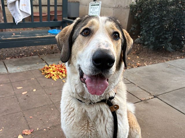 HAZEL - Anatolian Shepherd available for adoption