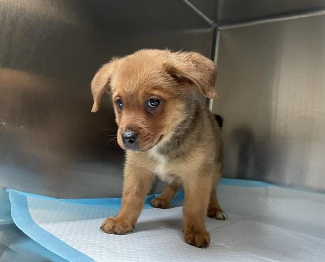 A527247 - German Shepherd Dog available for adoption