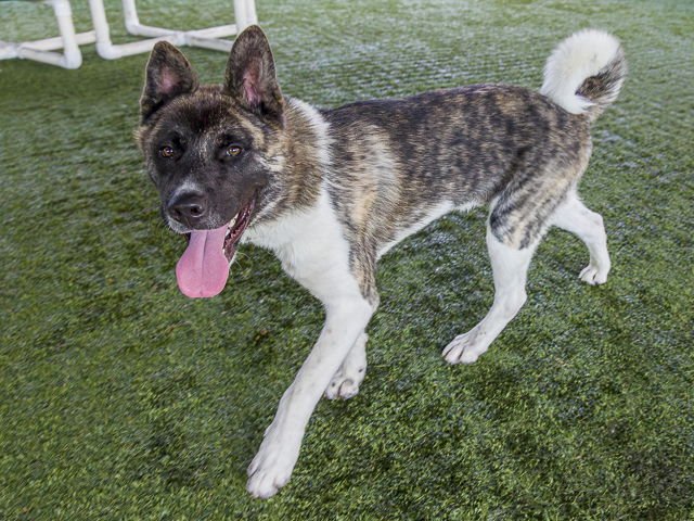 SCOUT - Akita available for adoption