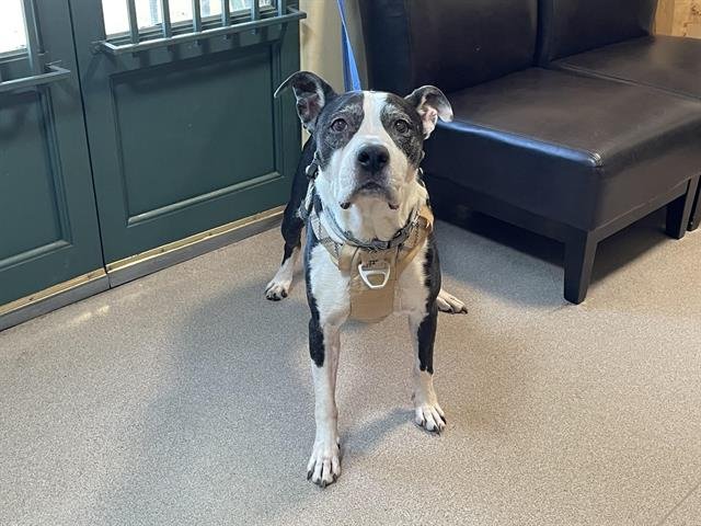 CLIFFY - Pit Bull Terrier available for adoption