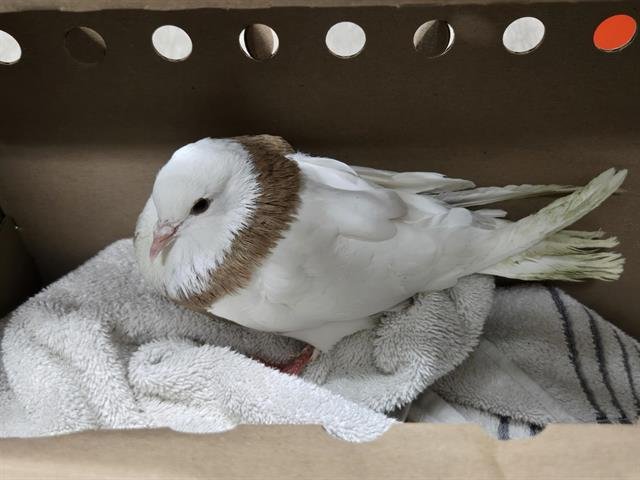 A527489 - Pigeon available for adoption