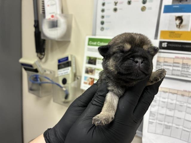 A527361 - German Shepherd Dog available for adoption