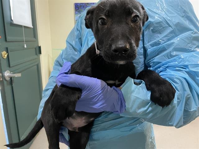 A527370 - German Shepherd Dog available for adoption