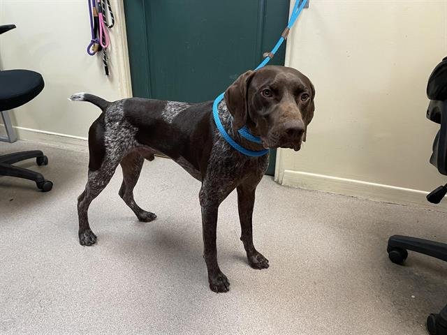 CHIEF - German Shorthaired Pointer available for adoption