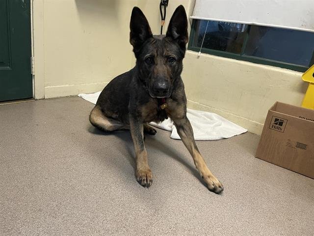 REGINA - German Shepherd Dog available for adoption