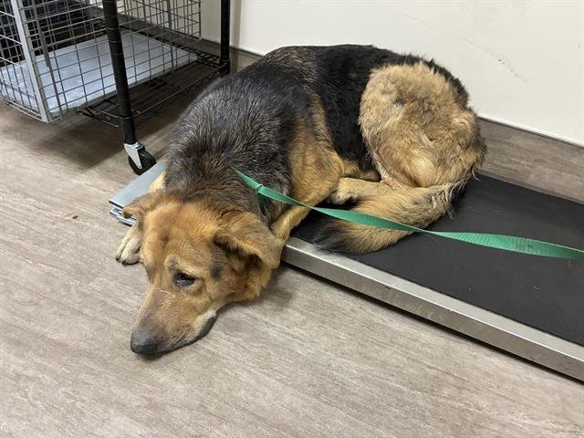 A527385 - German Shepherd Dog available for adoption