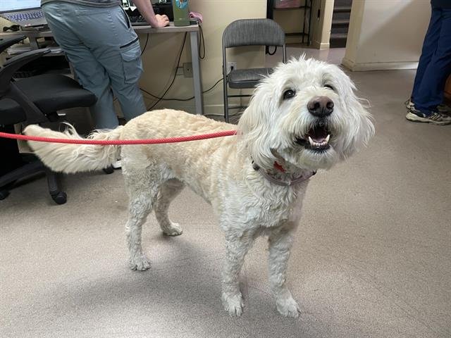 A527382 - Golden Retriever / Poodle (Standard) available for adoption
