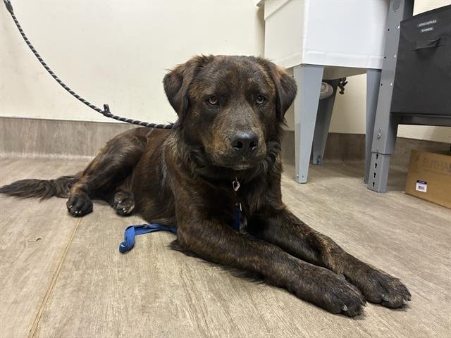 RAMBO - Labrador Retriever available for adoption