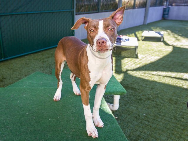 PRINCESS - Pit Bull Terrier available for adoption