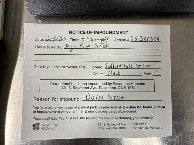 SALIM - Australian Kelpie available for adoption