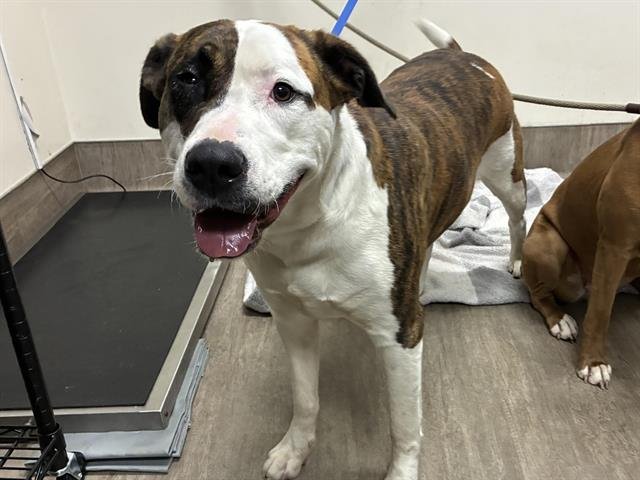 MASHED POTATO - Pit Bull Terrier available for adoption
