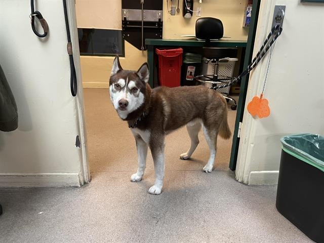 A527241 - Siberian Husky available for adoption