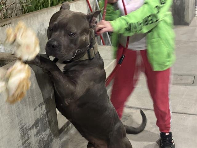 DEVO - Pit Bull Terrier available for adoption