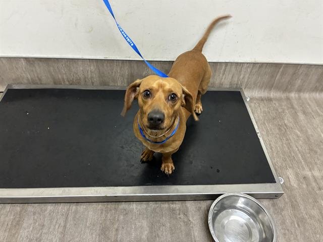 A527229 - Dachshund available for adoption