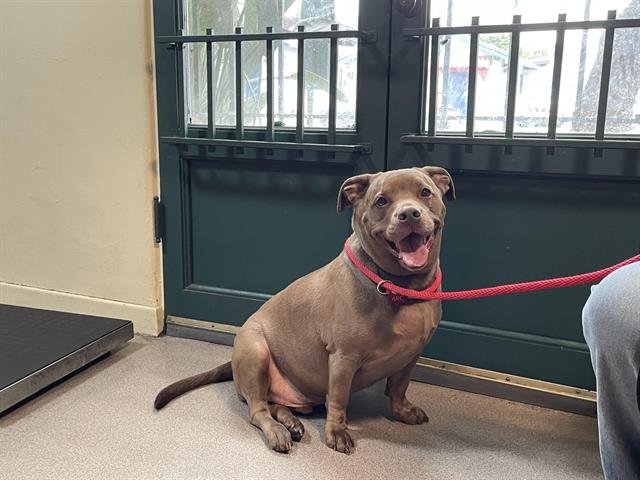 CAINE - American Staffordshire Terrier / Dachshund available for adoption