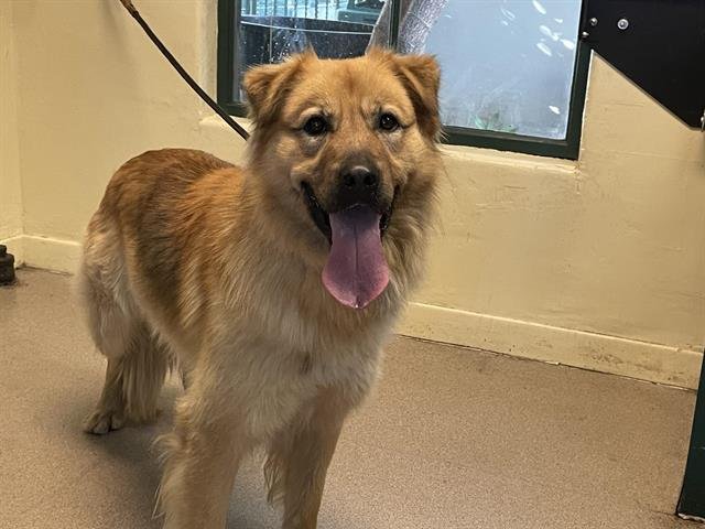 OSO - Golden Retriever available for adoption