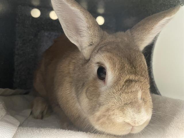 CUPCAKE - Shorthaired Rabbit available for adoption